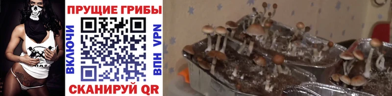 Псилоцибиновые грибы ЛСД Отрадная